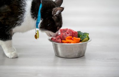 ​反刍动物是什么  ？为什么猫粮狗粮不能喂食反刍动物？