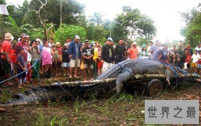 ​世界上最长的鳄鱼