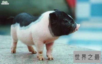 ​世界上最小的猪