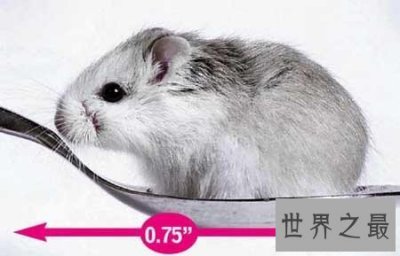​世界上最小的家鼠，只有1.9厘米长