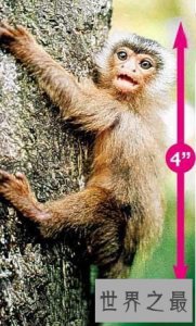 ​世界上最小的侏儒猴