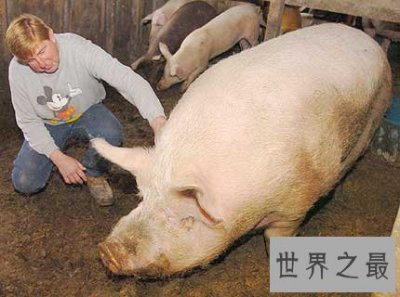​世界上最大的猪