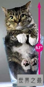 ​世界上最小的短毛家猫