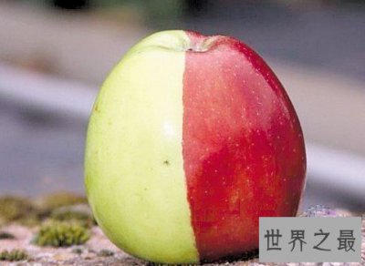 ​最罕见的苹果，天然分成了半红半绿的颜色