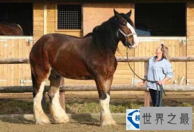 ​世界上最重最高大的马