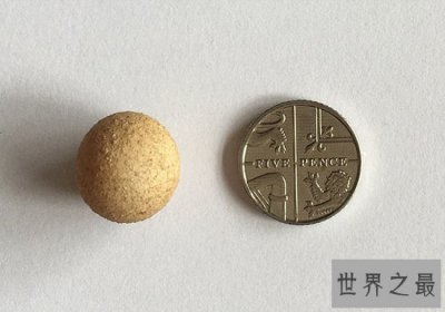 世界上最小的鸡蛋，比一元硬币还小(仅1.55厘米)