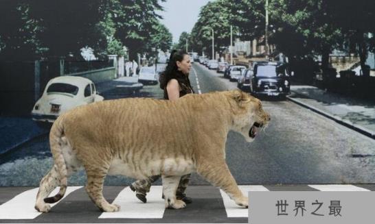 世界上最大的猫科动物，狮子和老虎杂交产物狮虎兽(体积是老虎两倍)