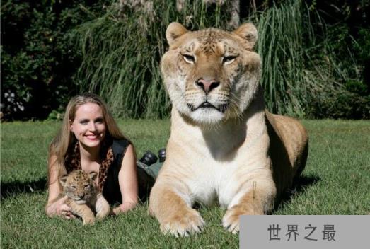 世界上最大的猫科动物，狮子和老虎杂交产物狮虎兽(体积是老虎两倍)