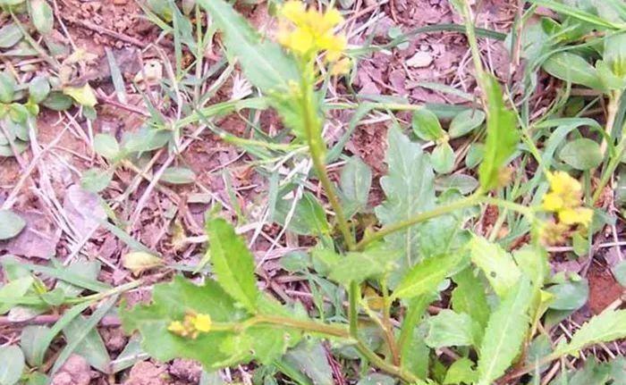 农村这野菜叫“蔊菜”，对于喉咙肿痛有帮助，遇见可以采摘些