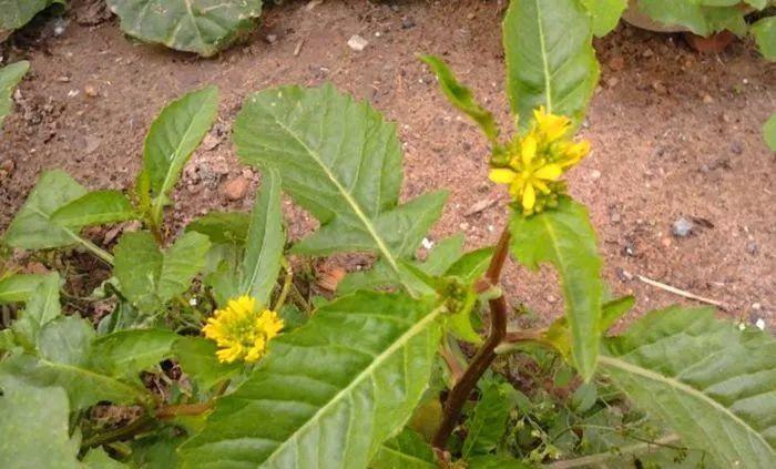 农村这野菜叫“蔊菜”，对于喉咙肿痛有帮助，遇见可以采摘些
