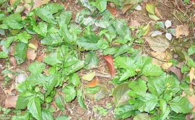 ​农村这野菜叫“蔊菜”，对于喉咙肿痛有帮助，遇见可以采摘些