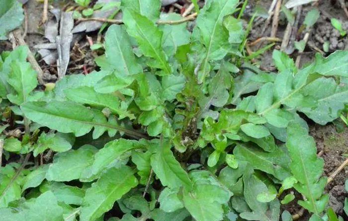 农村这野菜叫“蔊菜”，对于喉咙肿痛有帮助，遇见可以采摘些