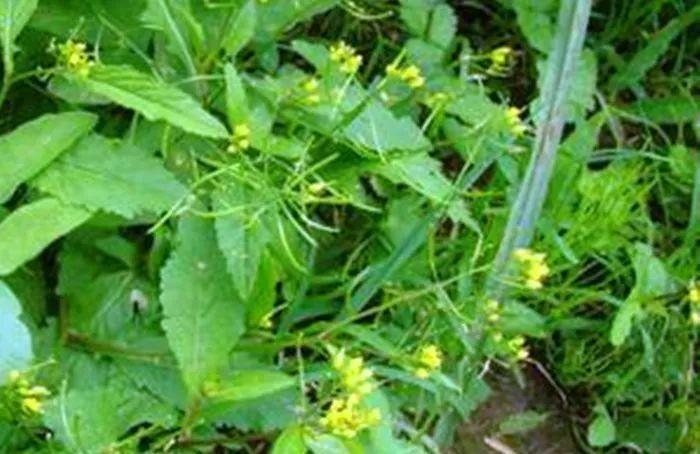 农村这野菜叫“蔊菜”，对于喉咙肿痛有帮助，遇见可以采摘些