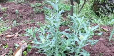 ​田间这种野草，叶子酷似“老鼠的耳朵”全草均可食用，农民都吃过