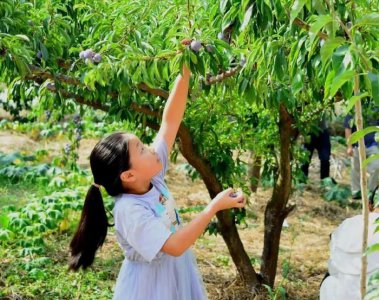​苍溪这个村的脆红李熟了，与“李”相约