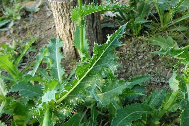 一种野草像“菊花”，它常被人当“害草”，殊不知珍贵是好药