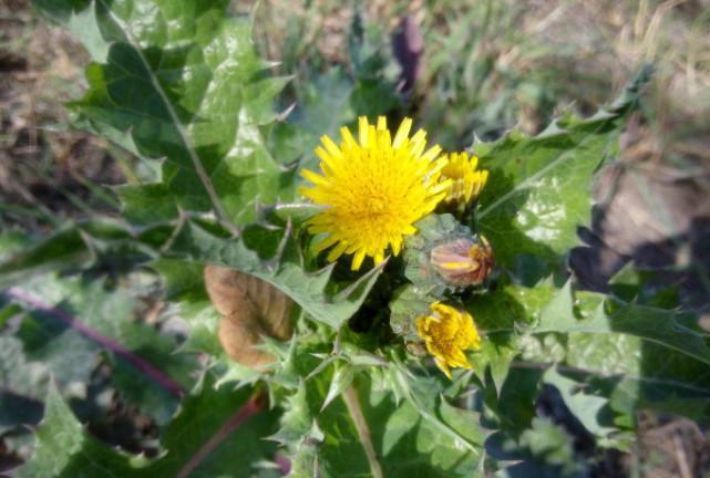一种野草像“菊花”，它常被人当“害草”，殊不知珍贵是好药