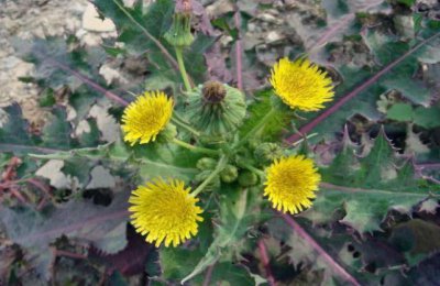 ​一种野草像“菊花”，它常被人当“害草”，殊不知珍贵是好药