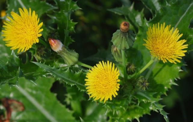 一种野草像“菊花”，它常被人当“害草”，殊不知珍贵是好药