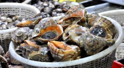 ​海螺的“尾部”是啥，能吃吗？不少人吃着还“挺香”