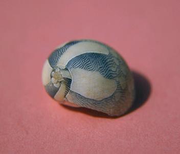海螺脑子不好，还有内脏，吃前要摘掉哦！