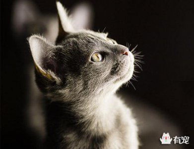 ​呵叻猫是个啥？？