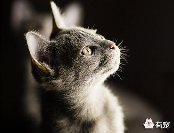 呵叻猫是个啥？？