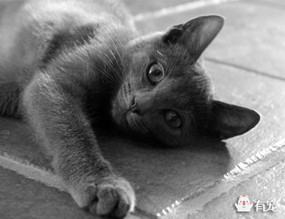 呵叻猫是个啥？？