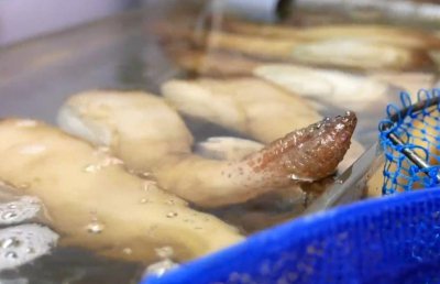 ​海鮮象拔蚌生魚片，莫名觉得象拔蚌很搞笑