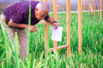 ​中国科学家在阿联酋10%的沙漠种海水稻，单产量突破520公斤，厉害
