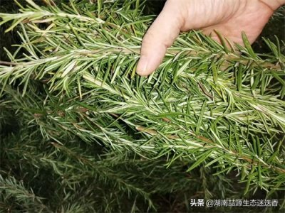 ​马鞭草酮迷迭香纯露，女人朋友们的最爱。