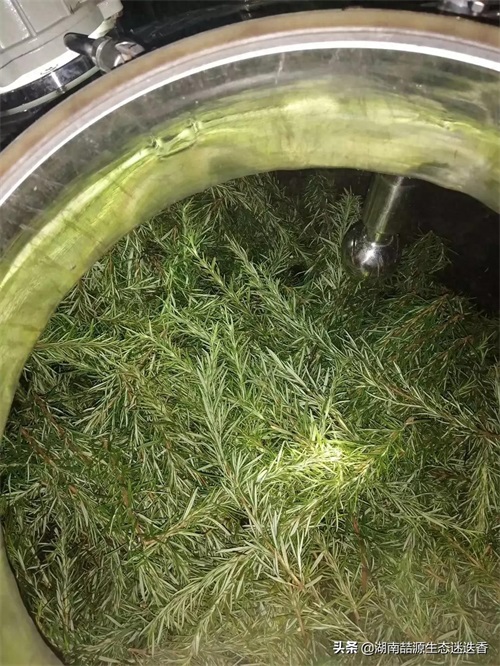 马鞭草酮迷迭香纯露，女人朋友们的最爱。