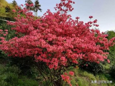 ​杜鹃花在农村到处都是，为什么忌讳养在家里？想不到还有这说法