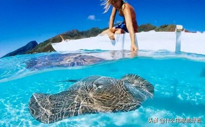​普及动物界：教你认识“豹纹魟”（Reticulate whipray）