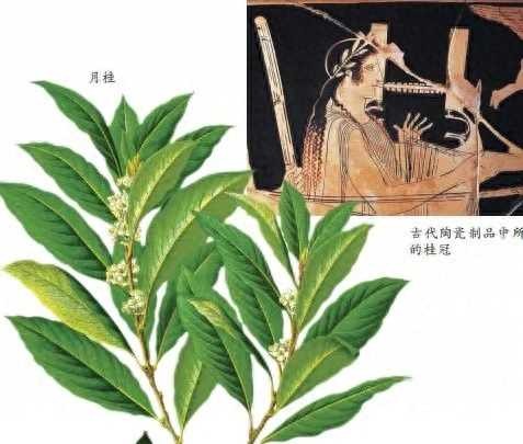 吴刚伐桂(“吴刚伐桂”伐的到底是什么桂？)