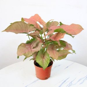 ​盆景吊盆植物合果芋养护实用指南