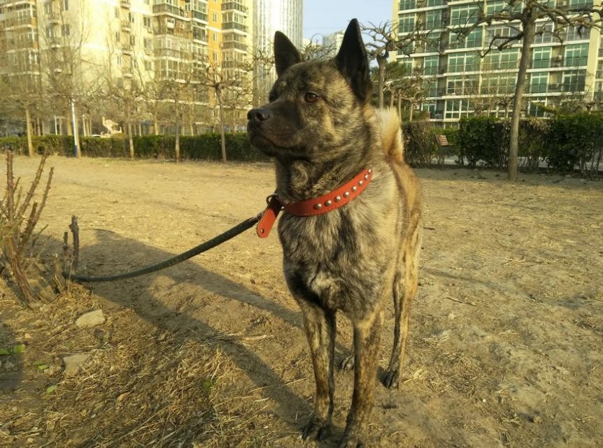 虎斑犬为什么那么凶（虎斑犬为什么不能养）