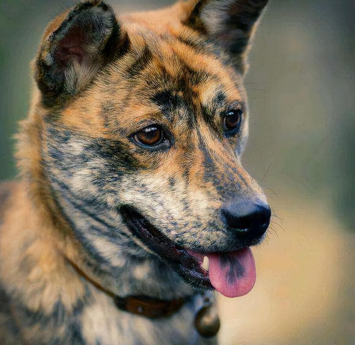 虎斑犬为什么那么凶（虎斑犬为什么不能养）