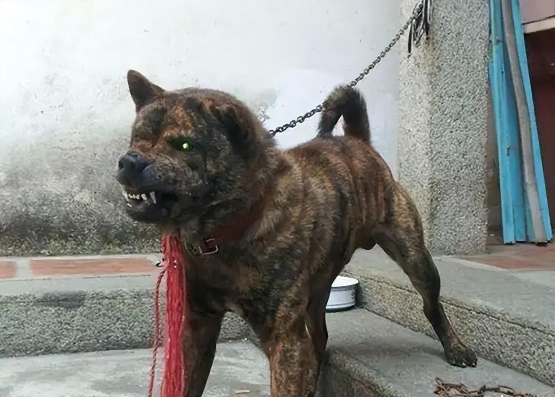 虎斑犬为什么那么凶（虎斑犬为什么不能养）