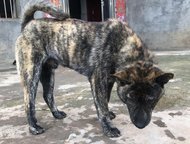 虎斑犬为什么那么凶（虎斑犬为什么不能养）