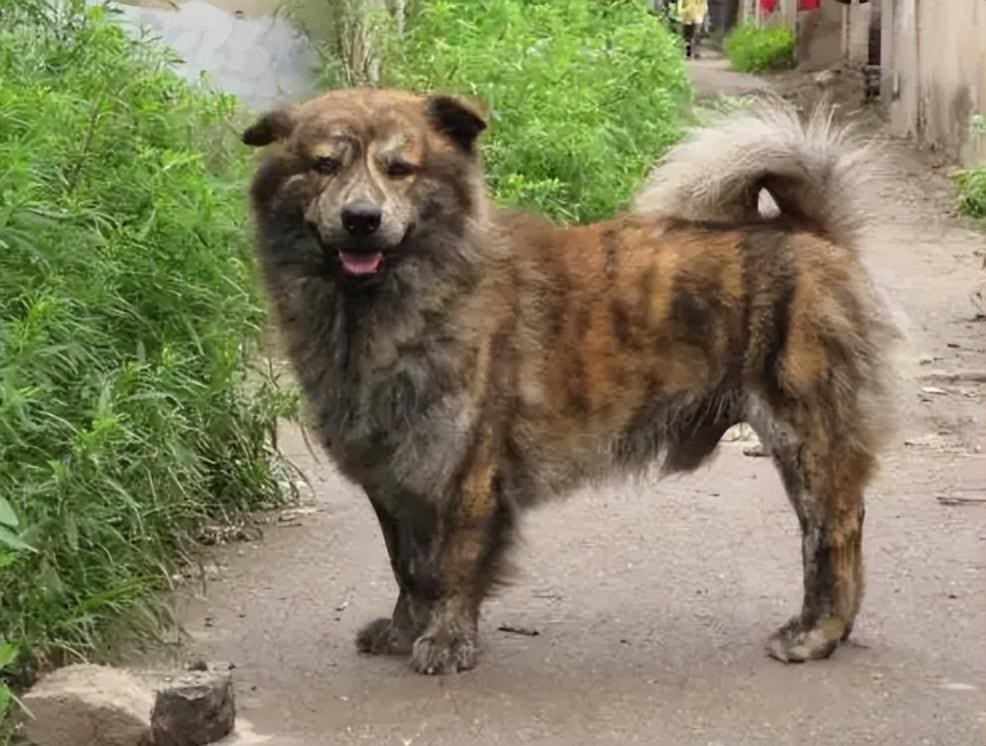 虎斑犬为什么那么凶（虎斑犬为什么不能养）