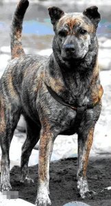 ​虎斑犬为什么那么凶（虎斑犬为什么不能养）