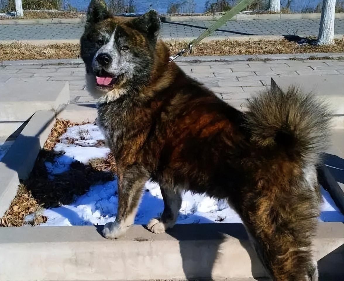 虎斑犬为什么那么凶（虎斑犬为什么不能养）
