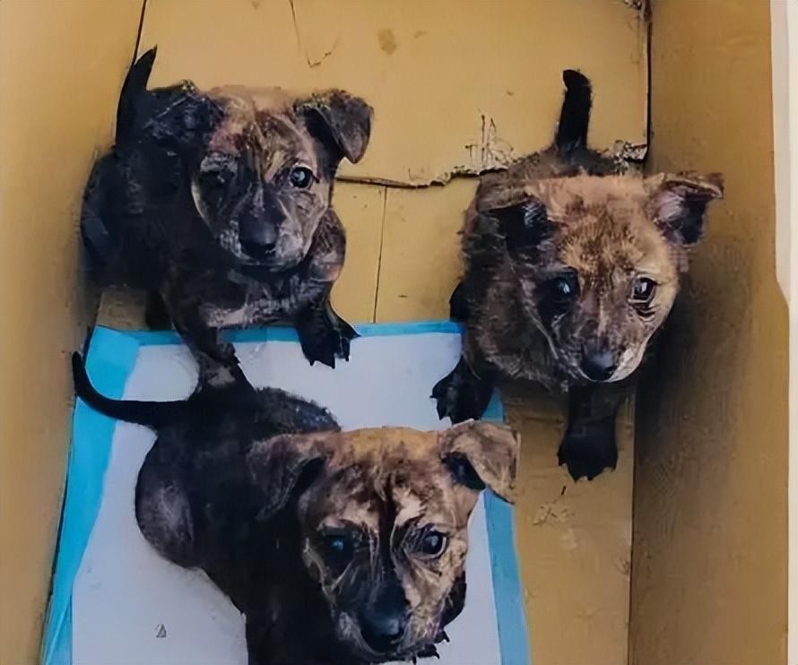 虎斑犬为什么那么凶（虎斑犬为什么不能养）