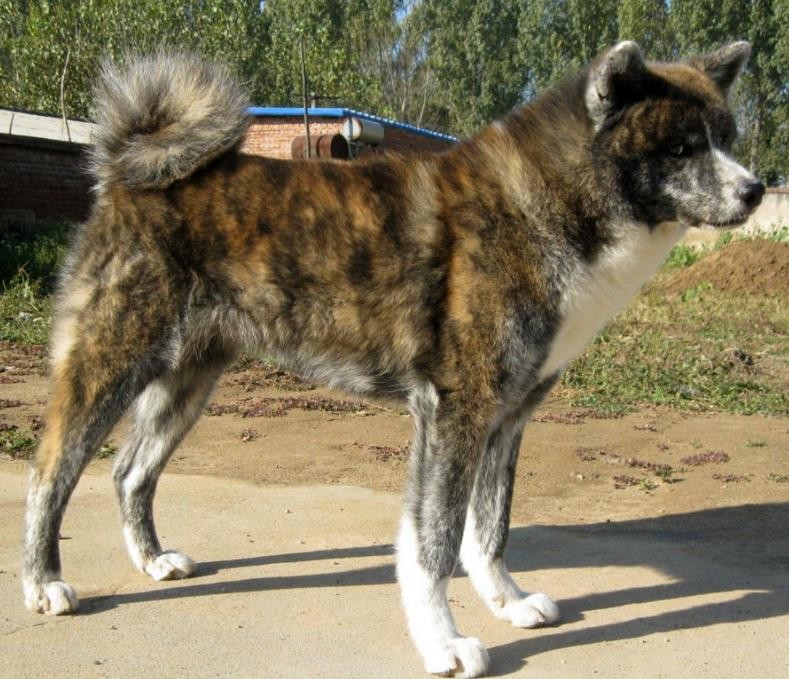 虎斑犬为什么那么凶（虎斑犬为什么不能养）