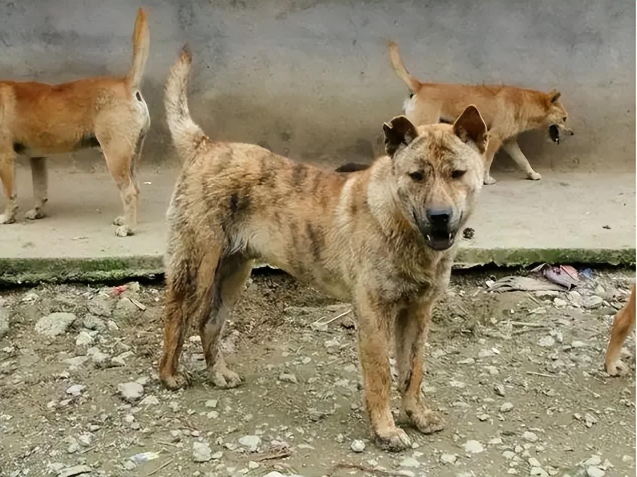 虎斑犬为什么那么凶（虎斑犬为什么不能养）