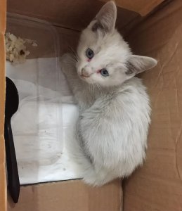 ​捡猫回家好不好（捡猫回家有忌讳吗）