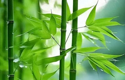 ​冷知识！虽然竹子长得高高大大，但它其实是一种草，而不是树。