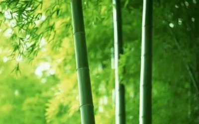 ​原来，这就叫“竹子定律”