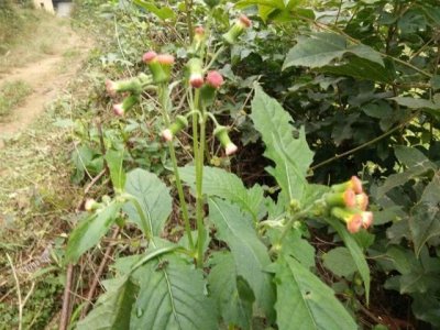 ​野茼蒿是一种什么样的植物？